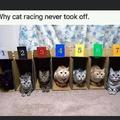Racing kitties