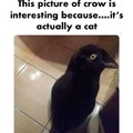 Not a copycat, a crowcat