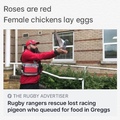 Hungry pigeon