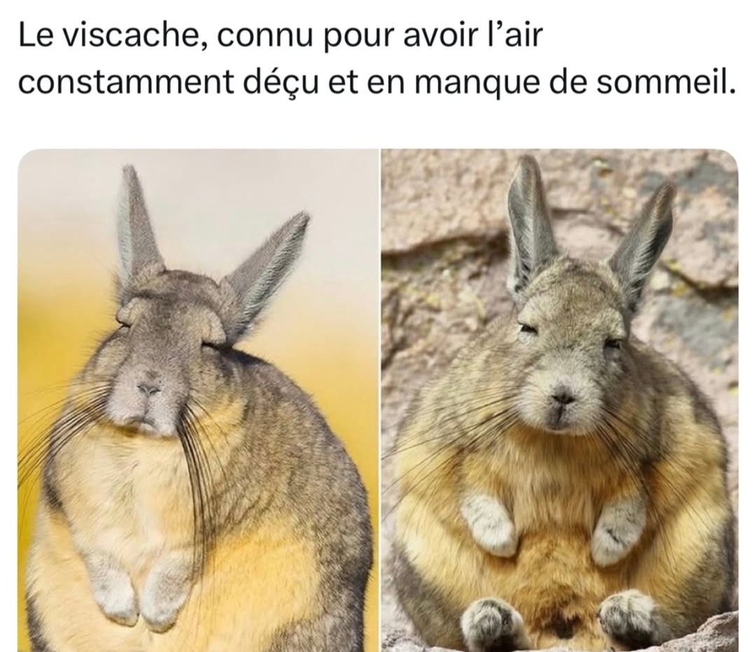 Le viscache, expert en déprime et manque de sommeil - meme