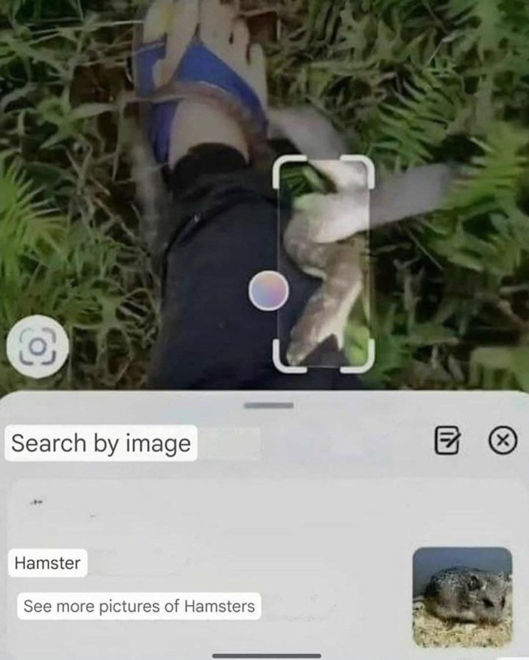 Efectivamente, es un hamster - meme