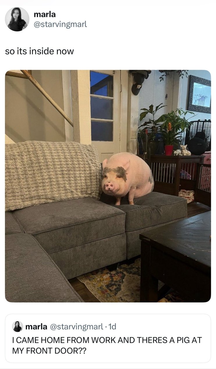 ﻿marla @starvingmarl so its inside now marla @starvingmarl Id CAME HOME FROM WORK AND THERES A PIG AT MY FRONT DOOR??