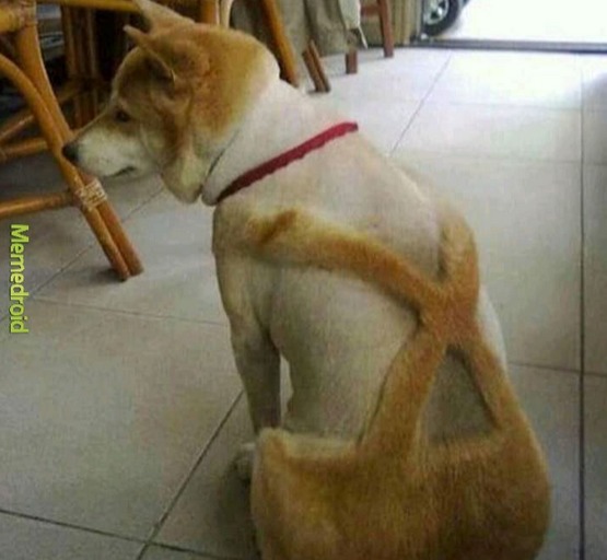 poor doge - meme