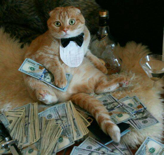 this cat is a wealthy sir - meme