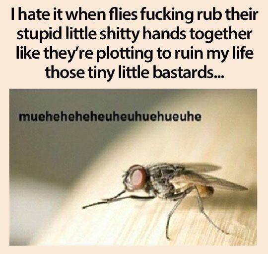 I hate all insects.... - meme