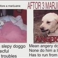 nevr do marijuana doggos