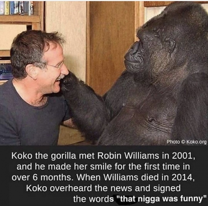 Koko - meme