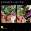 Reasons to get a chameleon
