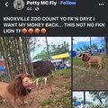 Dongs in a zoo
