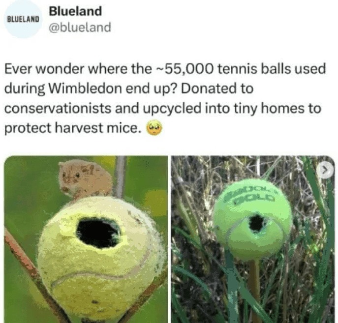 Oh tennis balls oops. Now what do I do with all these "balls" I harvested - meme