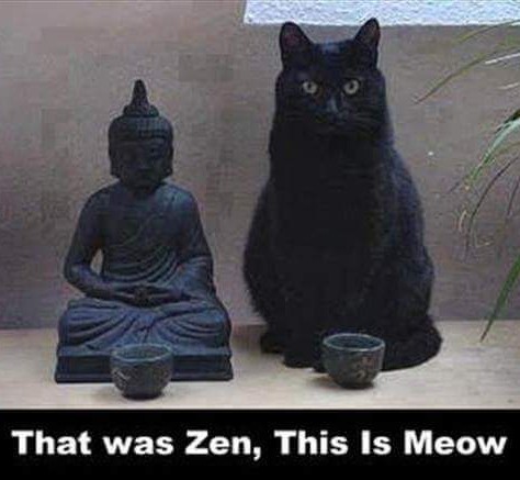 Meow is the time - meme