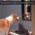 My dog likes to stare at me through mirrors