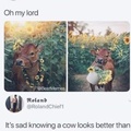 beautiful cow’s all over the world