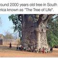 The Tree of Life, in South Africa