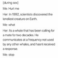 sad whale