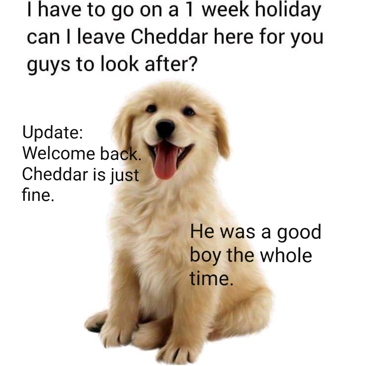 Cheddar was a good boy. And it has been a week exactly if I'm correct - meme