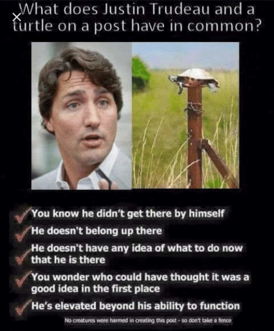 What does Justin Trudeau and a turtle on post have in common? - meme