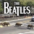 Los capibaras