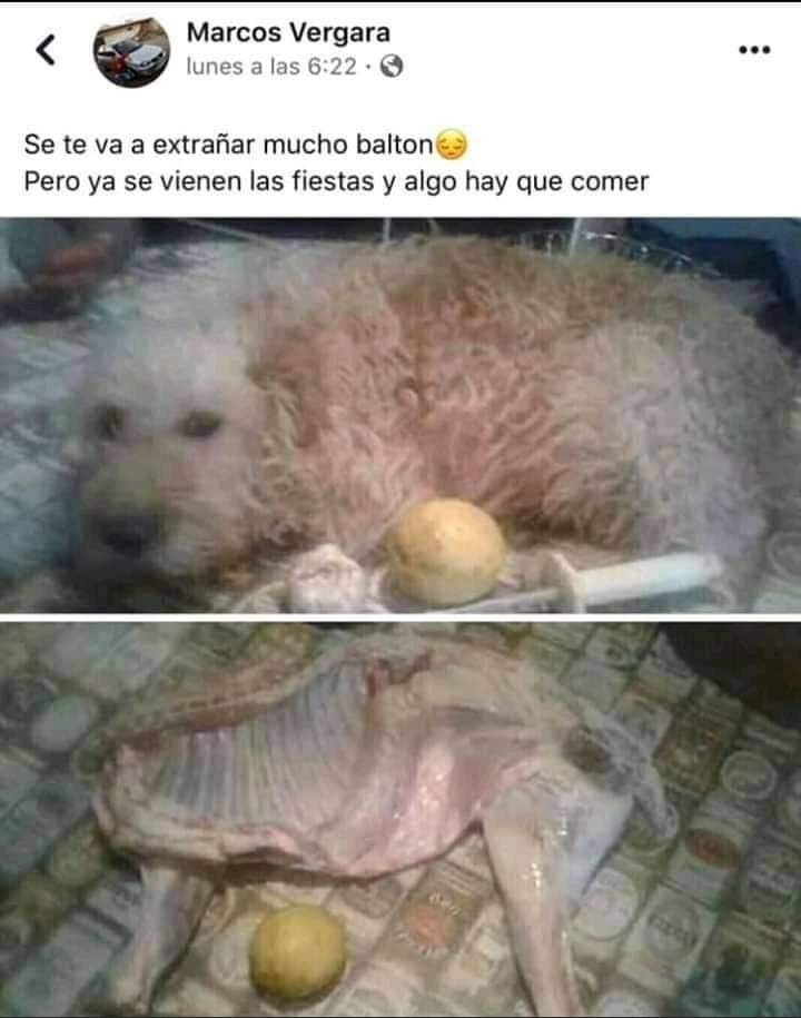 Teque remos mucho curly - meme