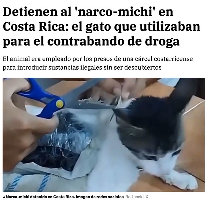 Cae el narco-michi que repartía droga en prisión como si fuera Amazon - meme
