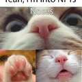 NFTs: noses, feets and teefs