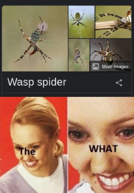 wasp spider - meme