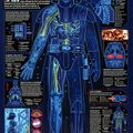 Nada que ver, pero es la anatomia del traje de Vader