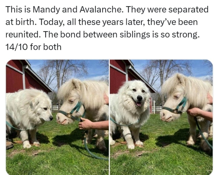 Reunited siblings with more hair than me - meme
