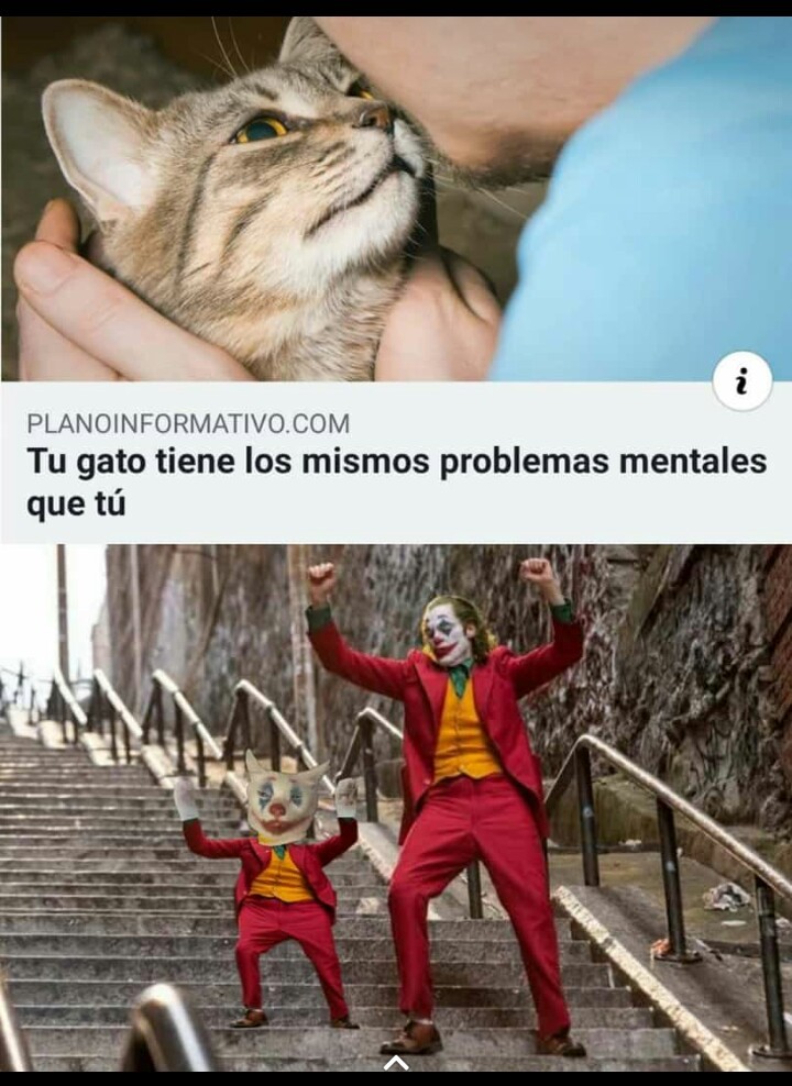 Gatos - meme