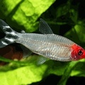 rummy nose tetra (the more red their head the better water quality of the tank, they like to be in huge schools)
