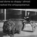 Le whippopotamus
