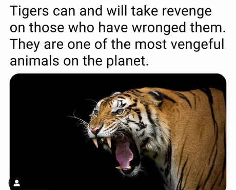 Tigers are the most vengeful animals - meme