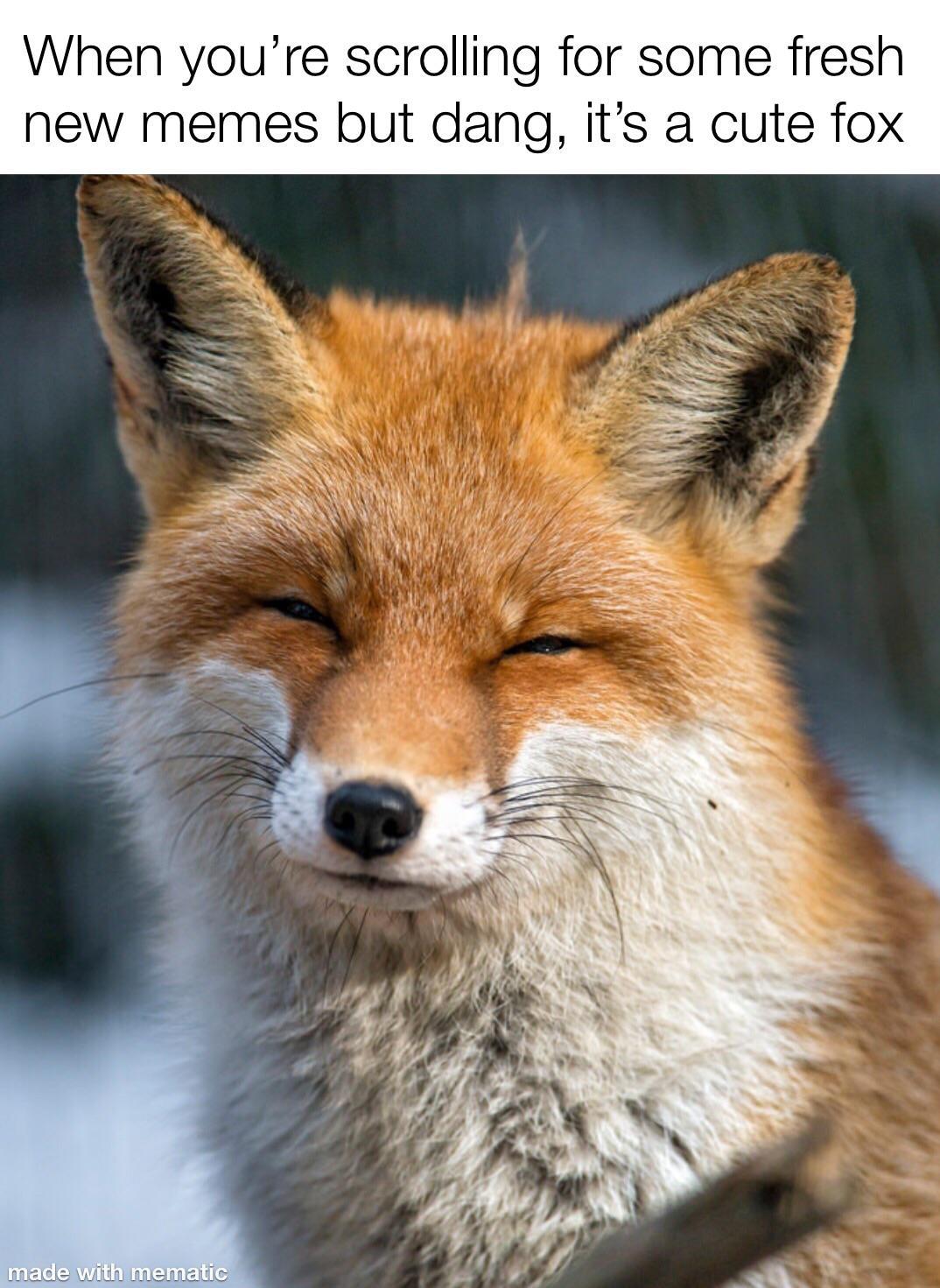 Well, I know I'm happy looking at a cute fox - meme