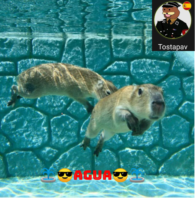 Capibaras nadando - Meme by Tostapav :) Memedroid