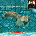 Capibaras nadando