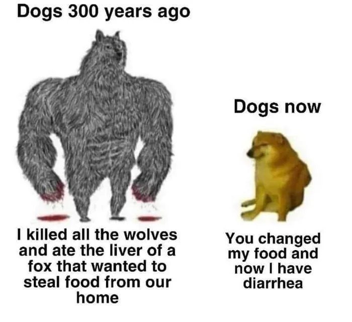 Evolution of dogs - meme