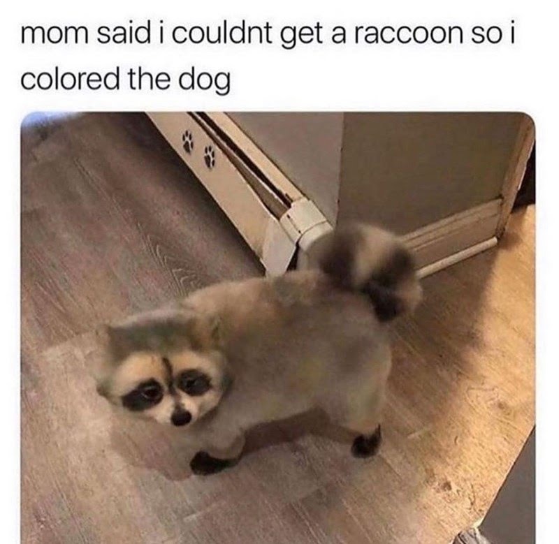 The best Raccoon memes :) Memedroid