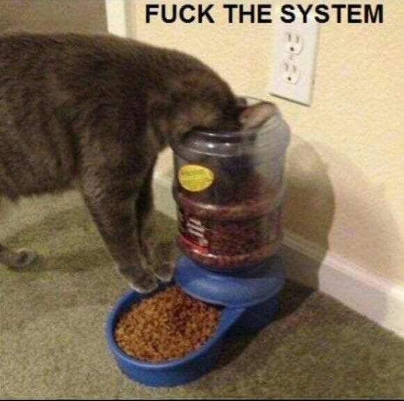 F*ck the system - meme