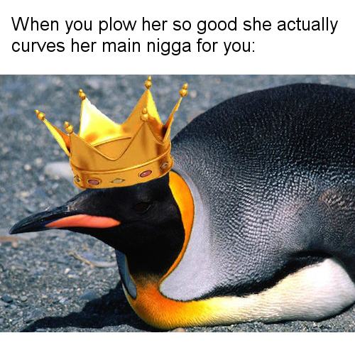 Dam cheatin penguins - meme