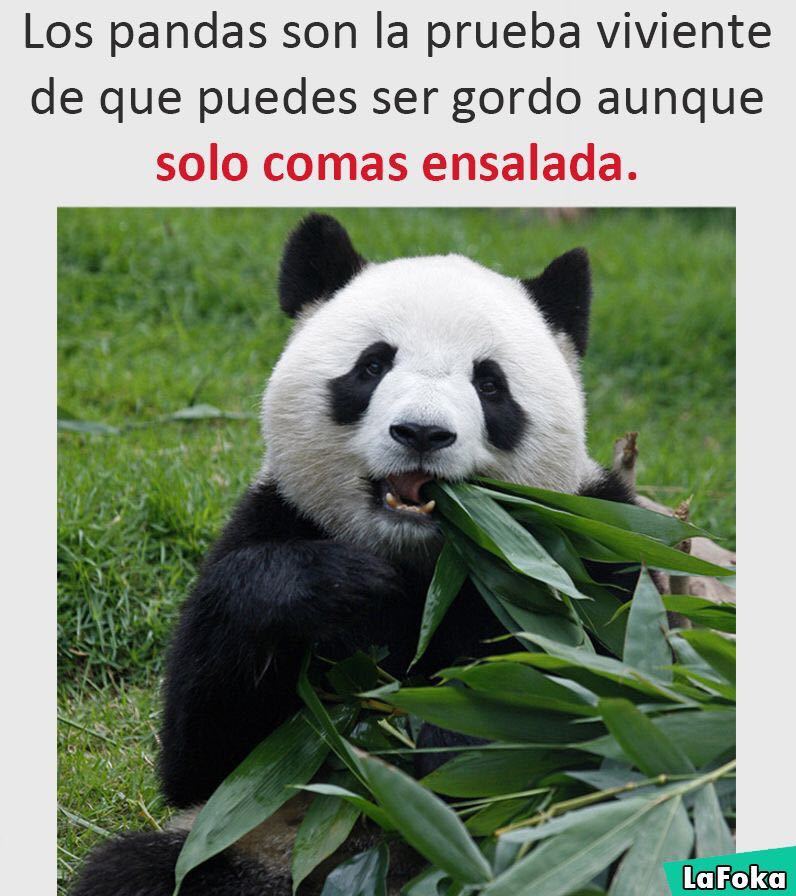 Панда лось. Панда грызет бамбук. Панда Мем. Панда объелась. Удивлённая Панда.