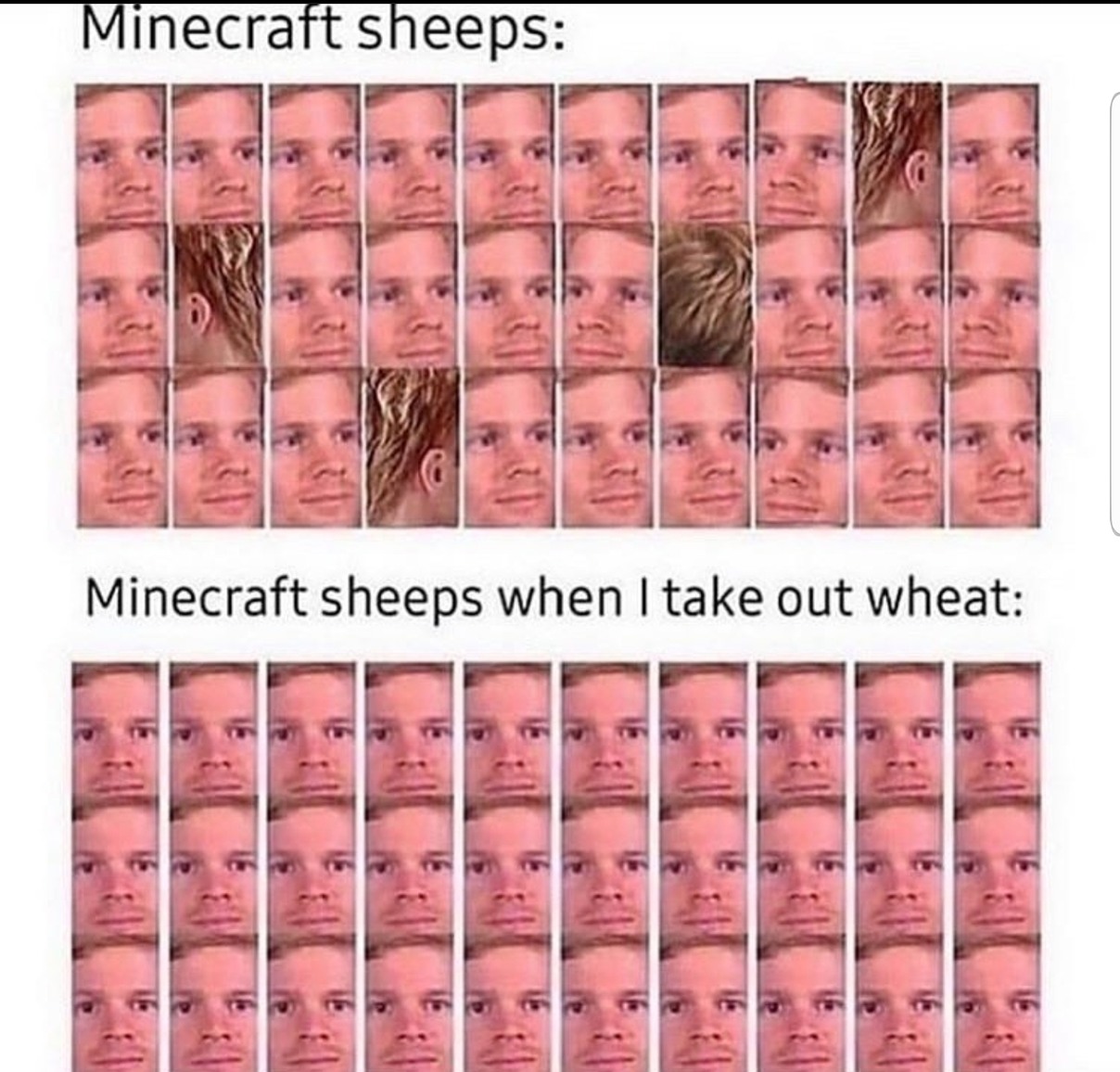 Sheep Master - meme