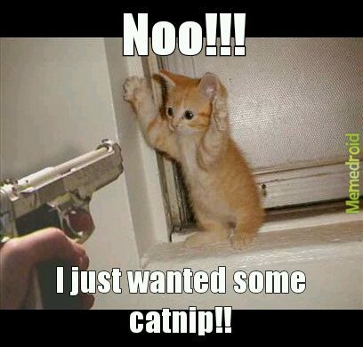 kitty criminal... - meme