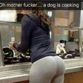 un perro cocinando............................epico