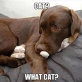 What cat?