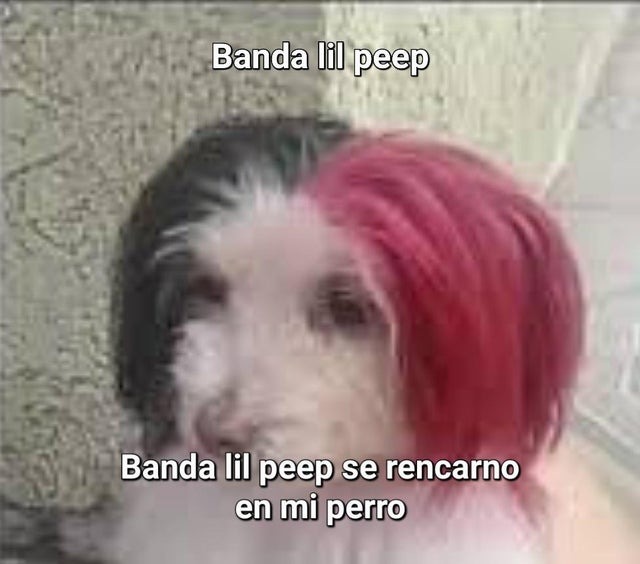 El perro lil peep - meme