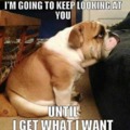 funny doggy