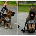 Doggo's first day as a police dog
