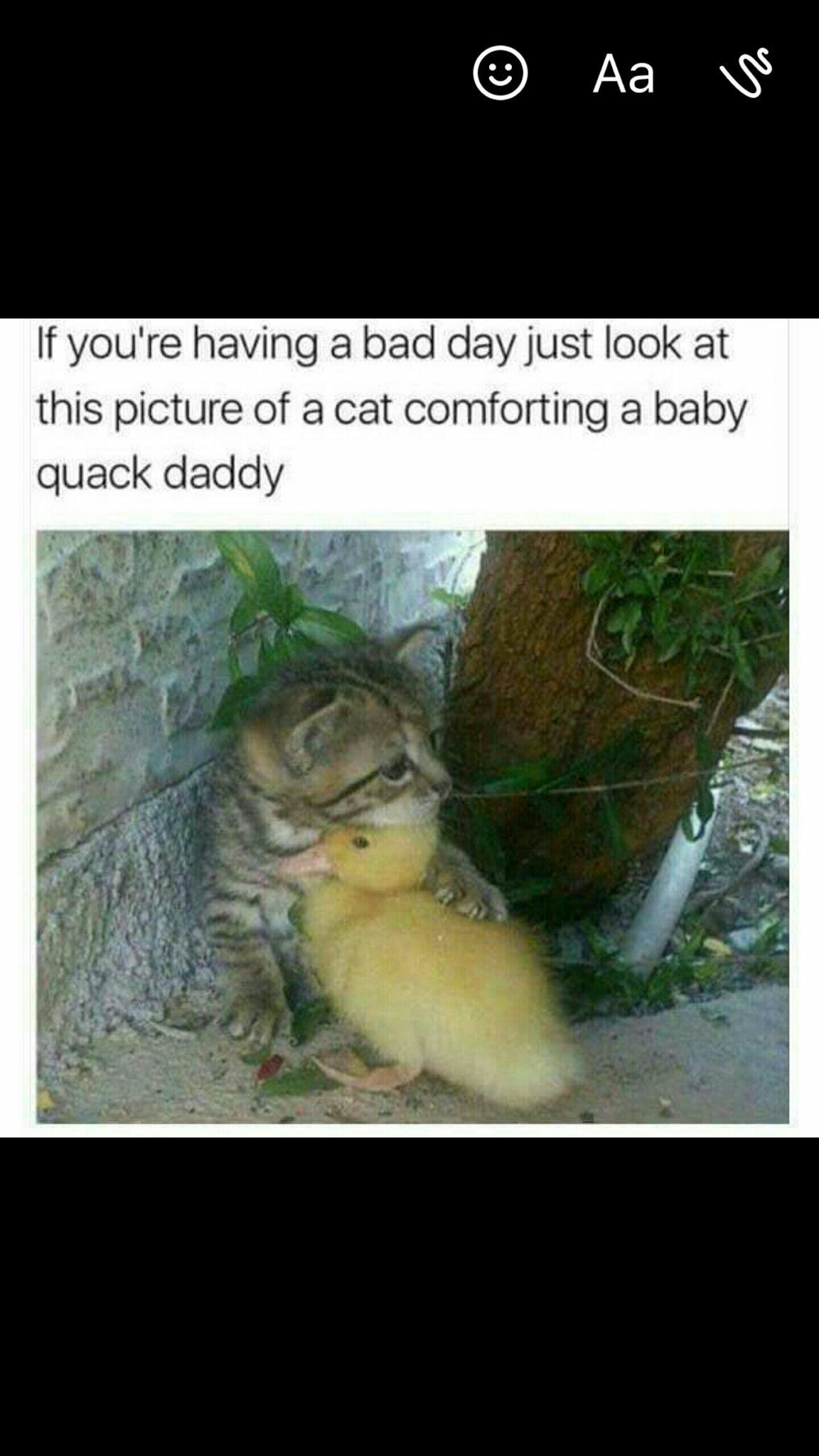 Title is your Kitten, You are my Quack Daddy - meme