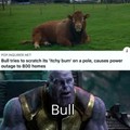 Le Bull