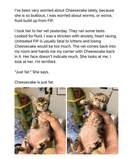 Cat goes to the vet - meme